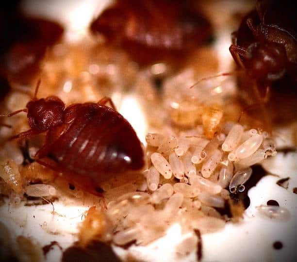 What Does Bed Bug Infestation Look Like Signs and Tips