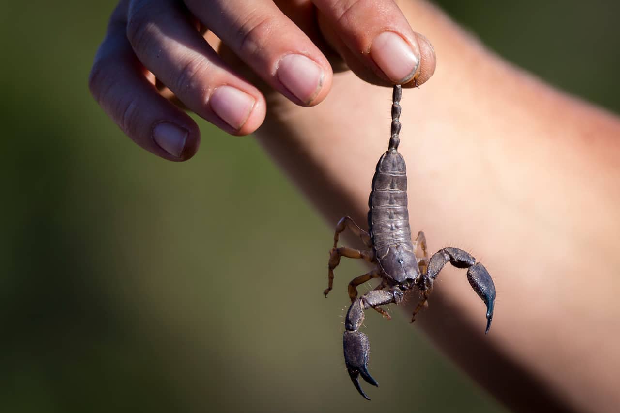How to Effective Get Rid of Your Scorpions in Your House