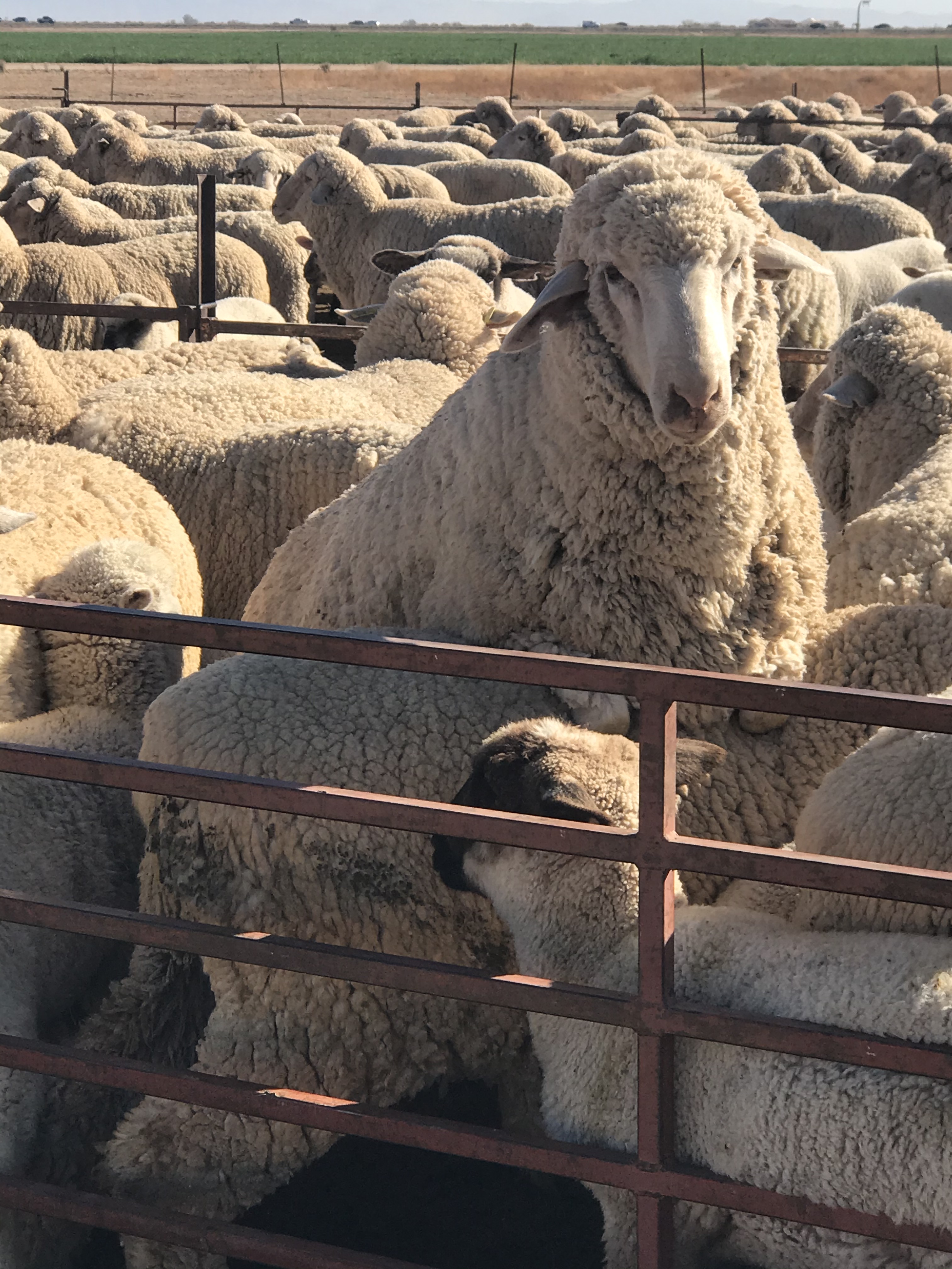 Arizona Sheep Shearing