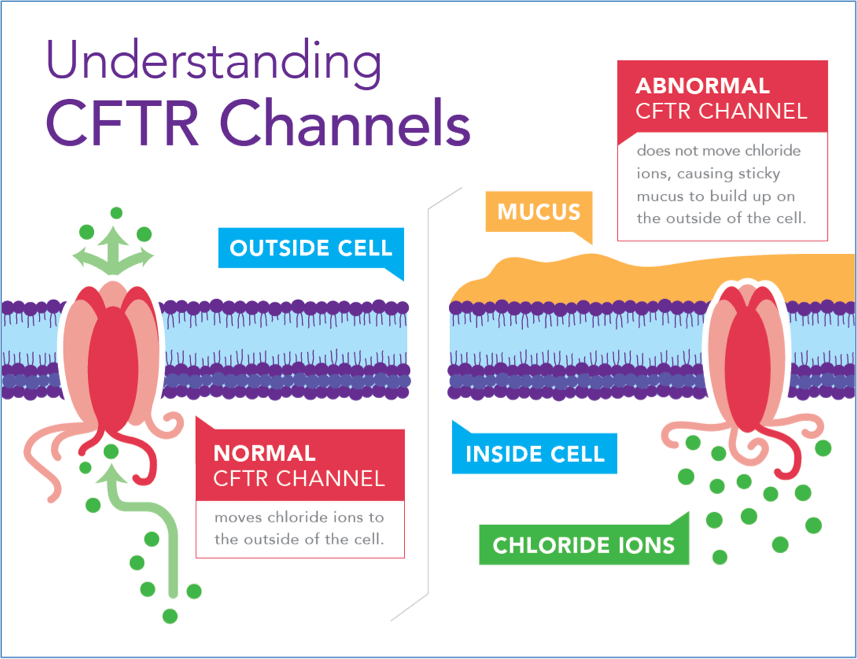 Handout for CF Carrier Arkansas Cystic Fibrosis Care Center