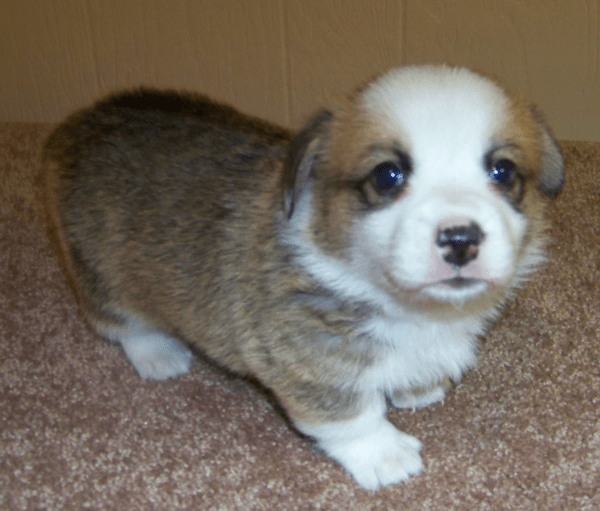 Owner Gipson in Paragould, AR Pembroke Welsh puppy in Paragould