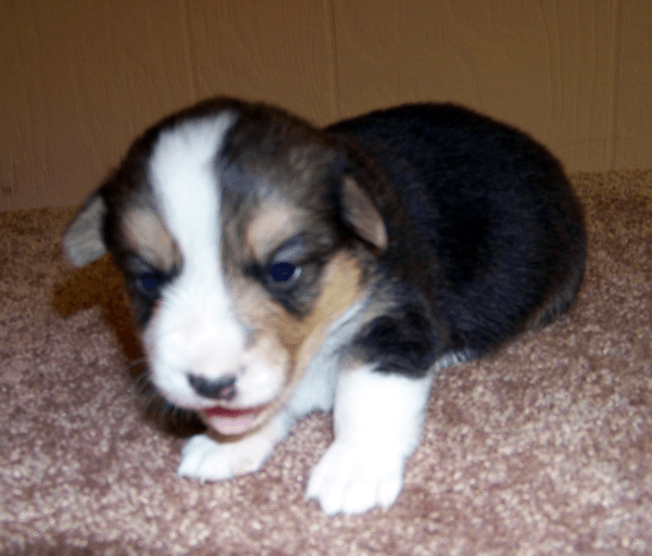 Sadie 5 months old Owner Watson in Paragould, AR Pembroke