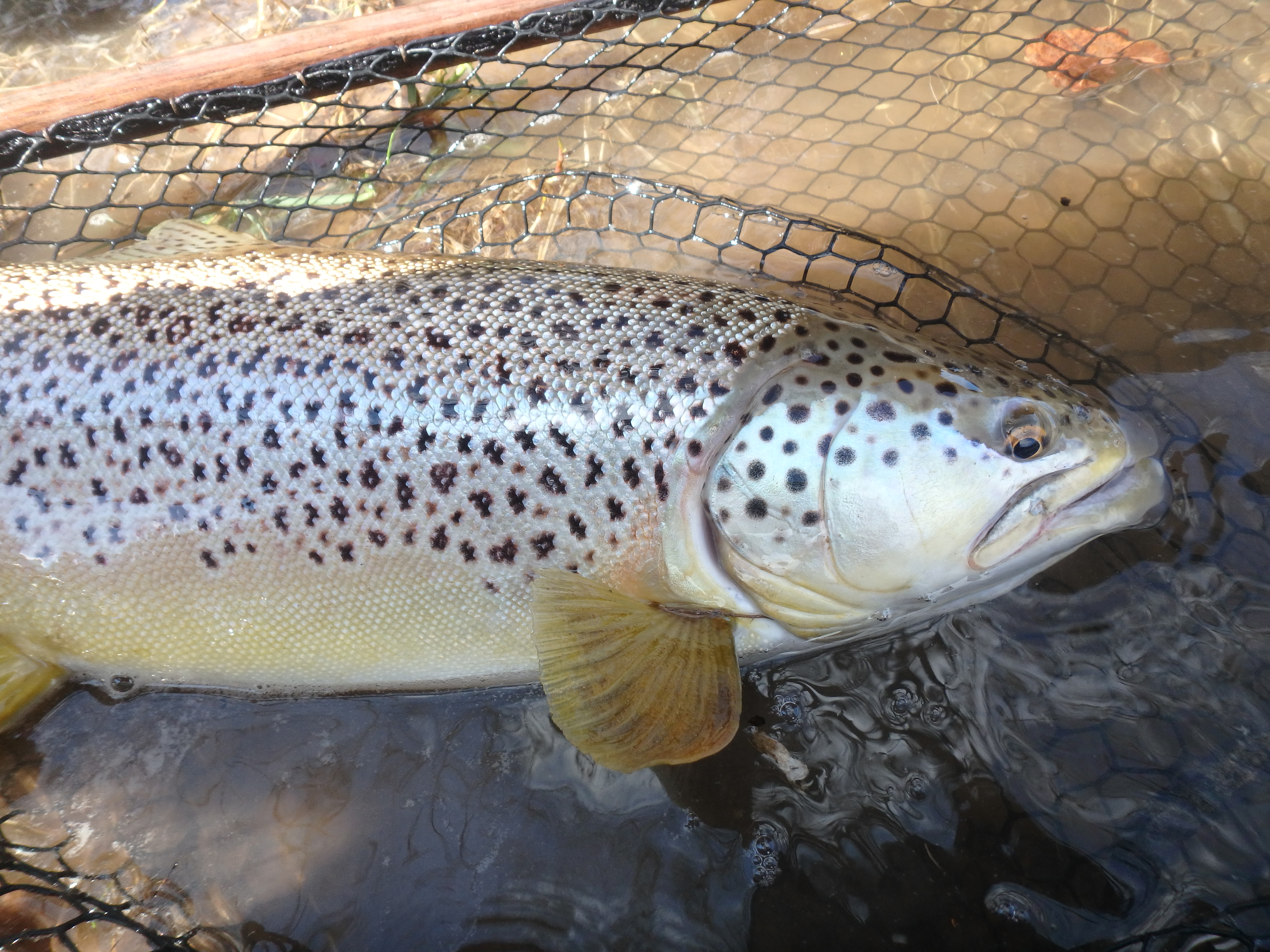 Lodging on the White River in Arkansas Fly Fishing White River