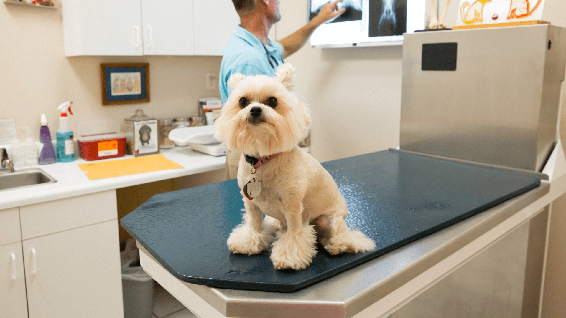 Pet Radiography In Fort Smith, AR Arkansas Veterinary Clinic