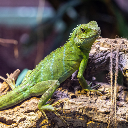 Fort Smith, AR Veterinary Services Arkansas Veterinary Clinic