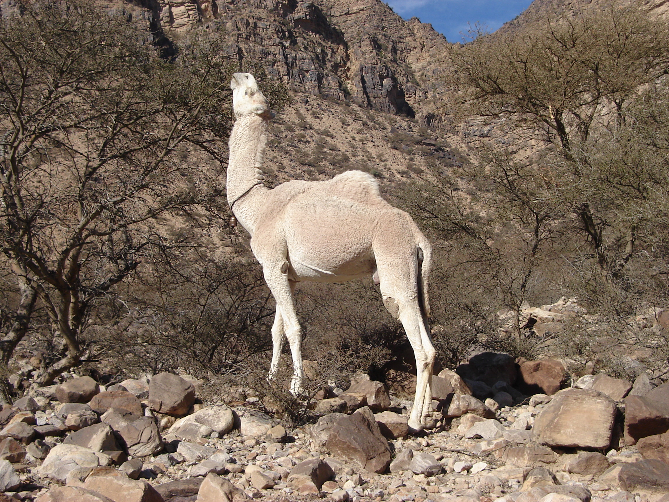 Body Condition Score (BCS) in Camel A tool for assessment of