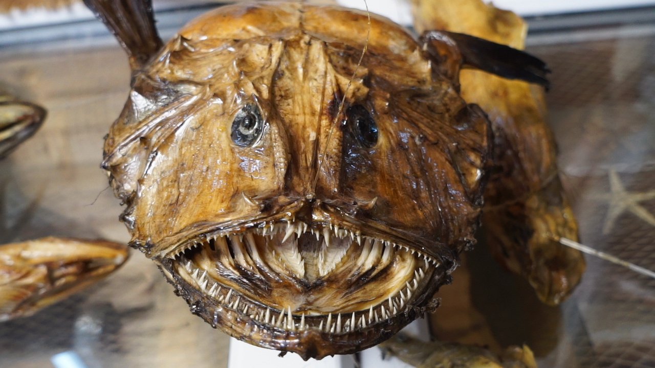 The Old Fisherman Founded the Turkish Sea Creatures Museum Arkeonews