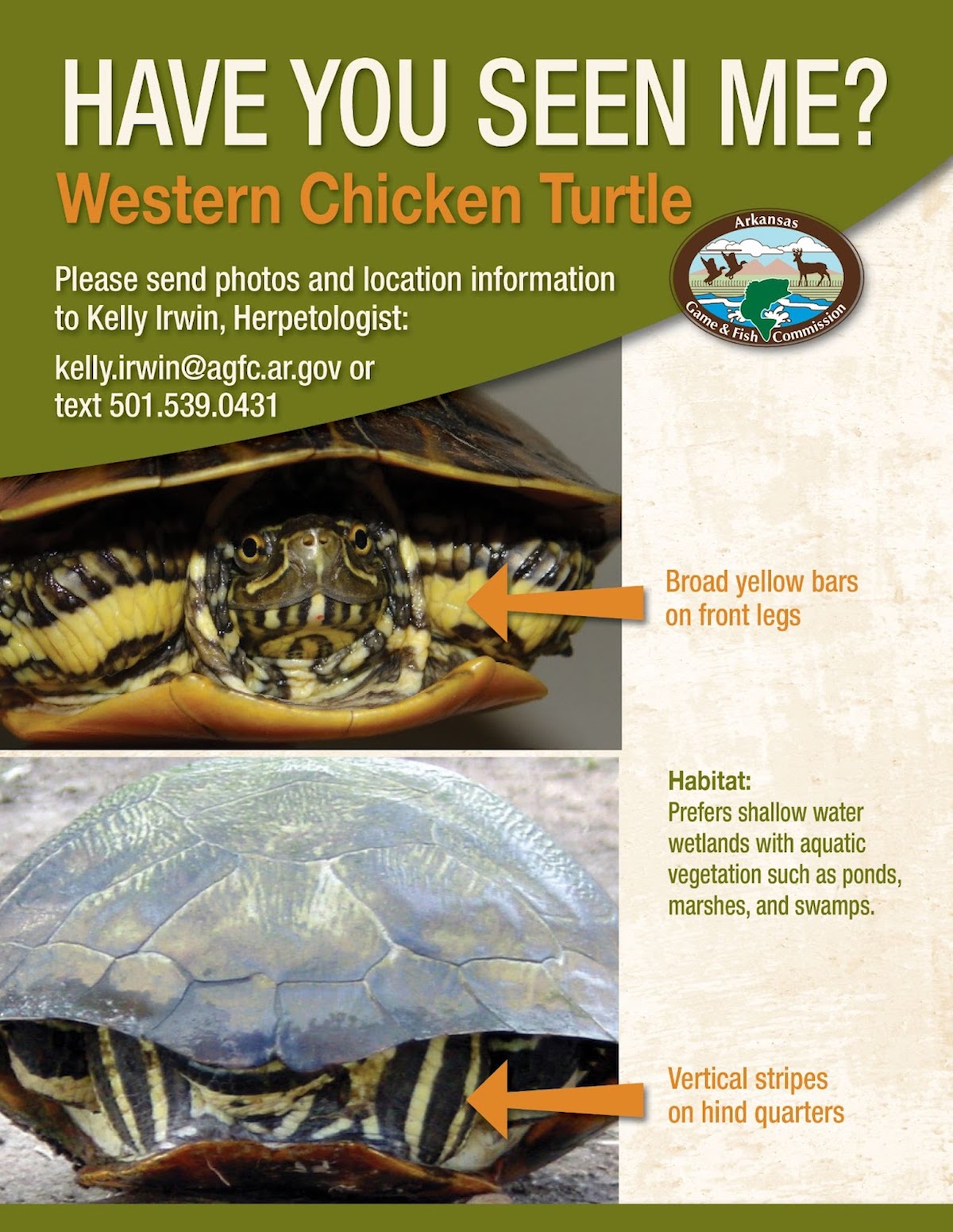 If you find a western chicken turtle in Arkansas, here’s what to do