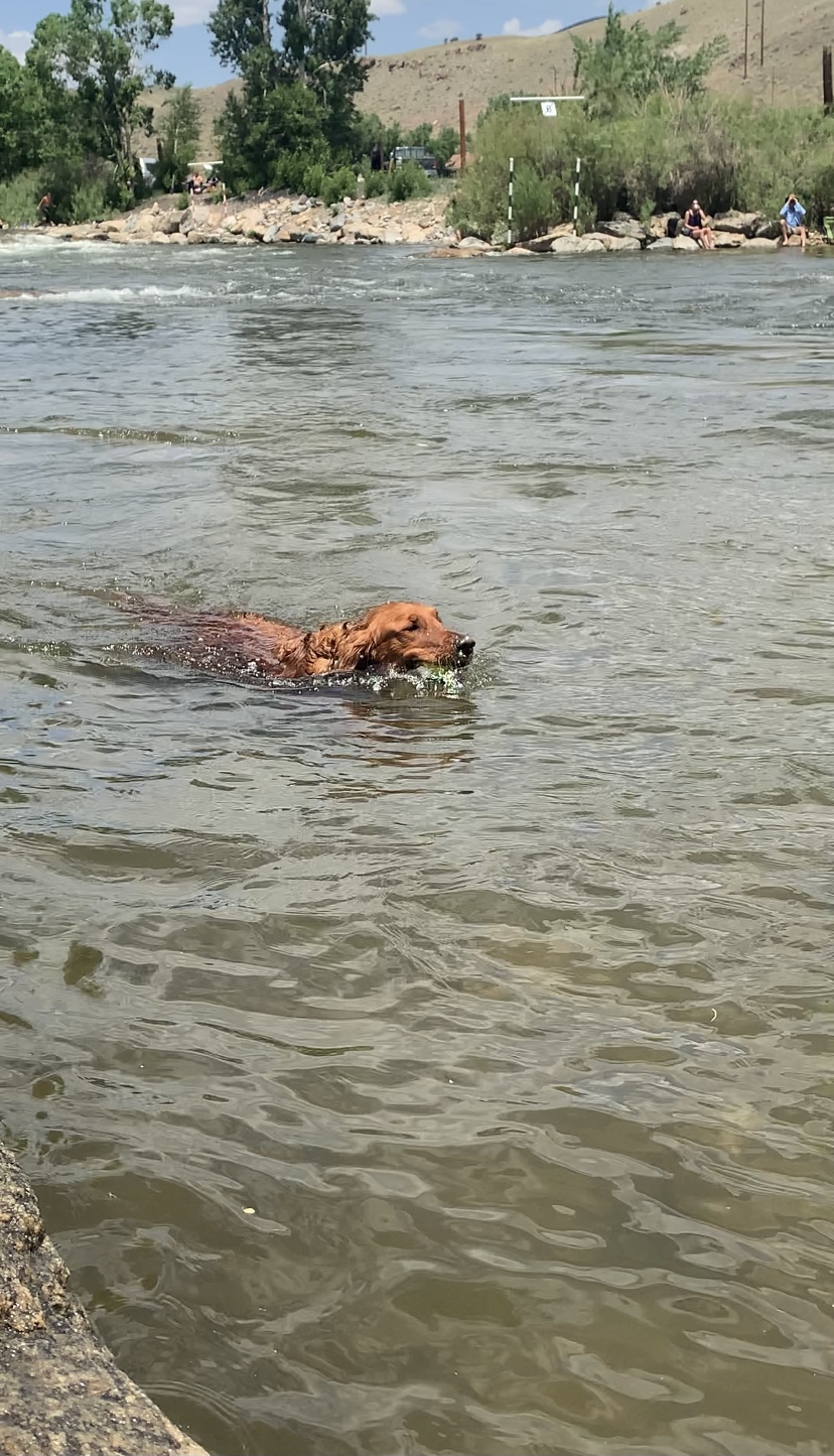 The Crazy River Dogs Were Indeed Crazy by Maddie Porter Ark Valley Voice