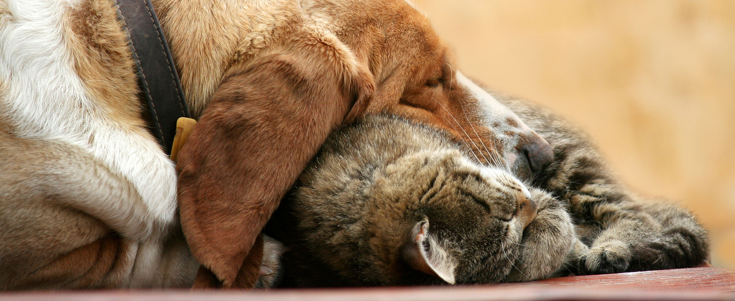 Animal Refuge League of Greater Portland Maine Animal Shelter Adopt