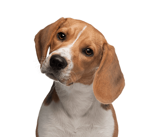 Dogs Animal Refuge League of Greater Portland Maine Animal Shelter
