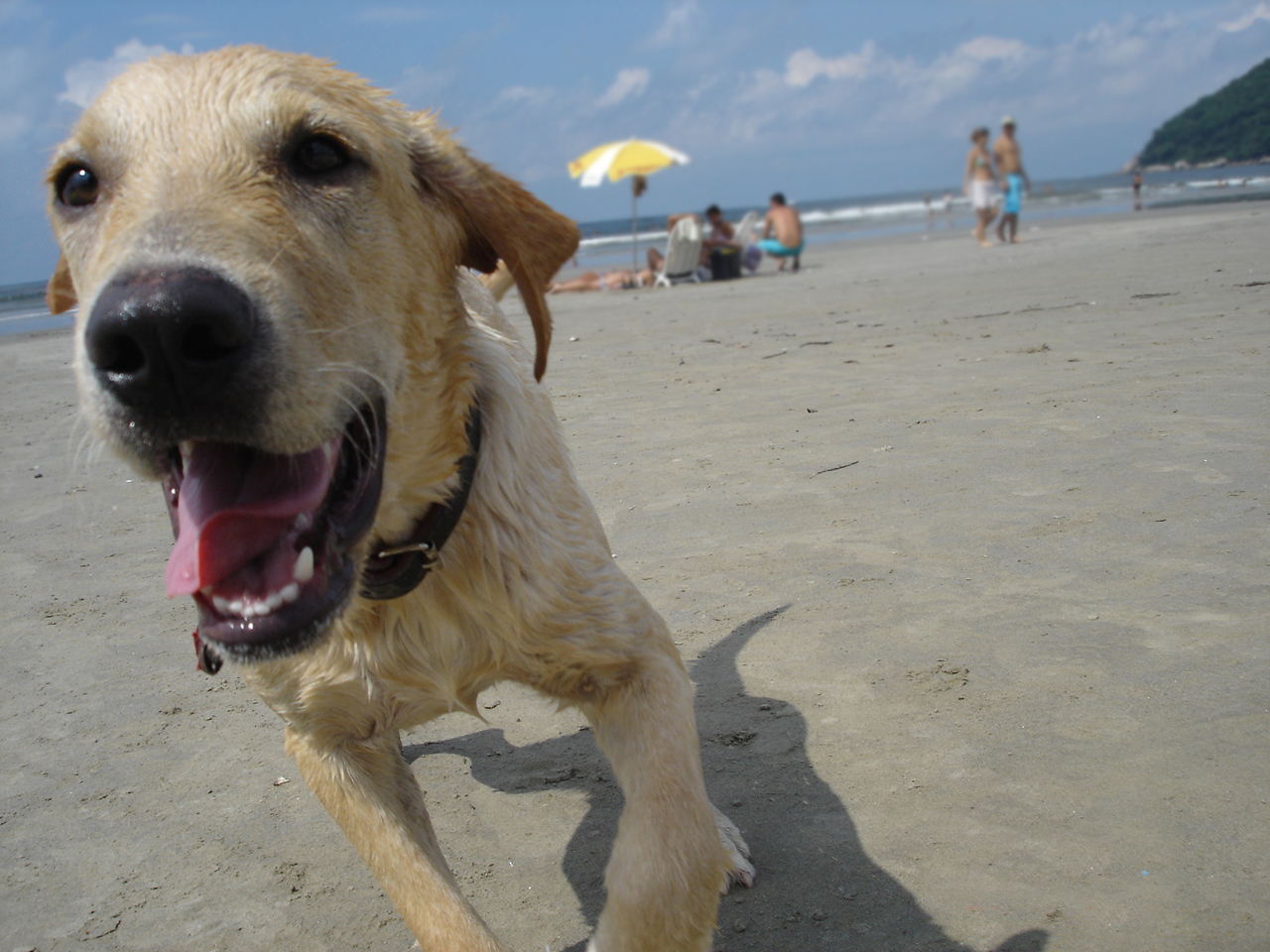 Summer Pet Safety Tips Animal Refuge League of Greater Portland