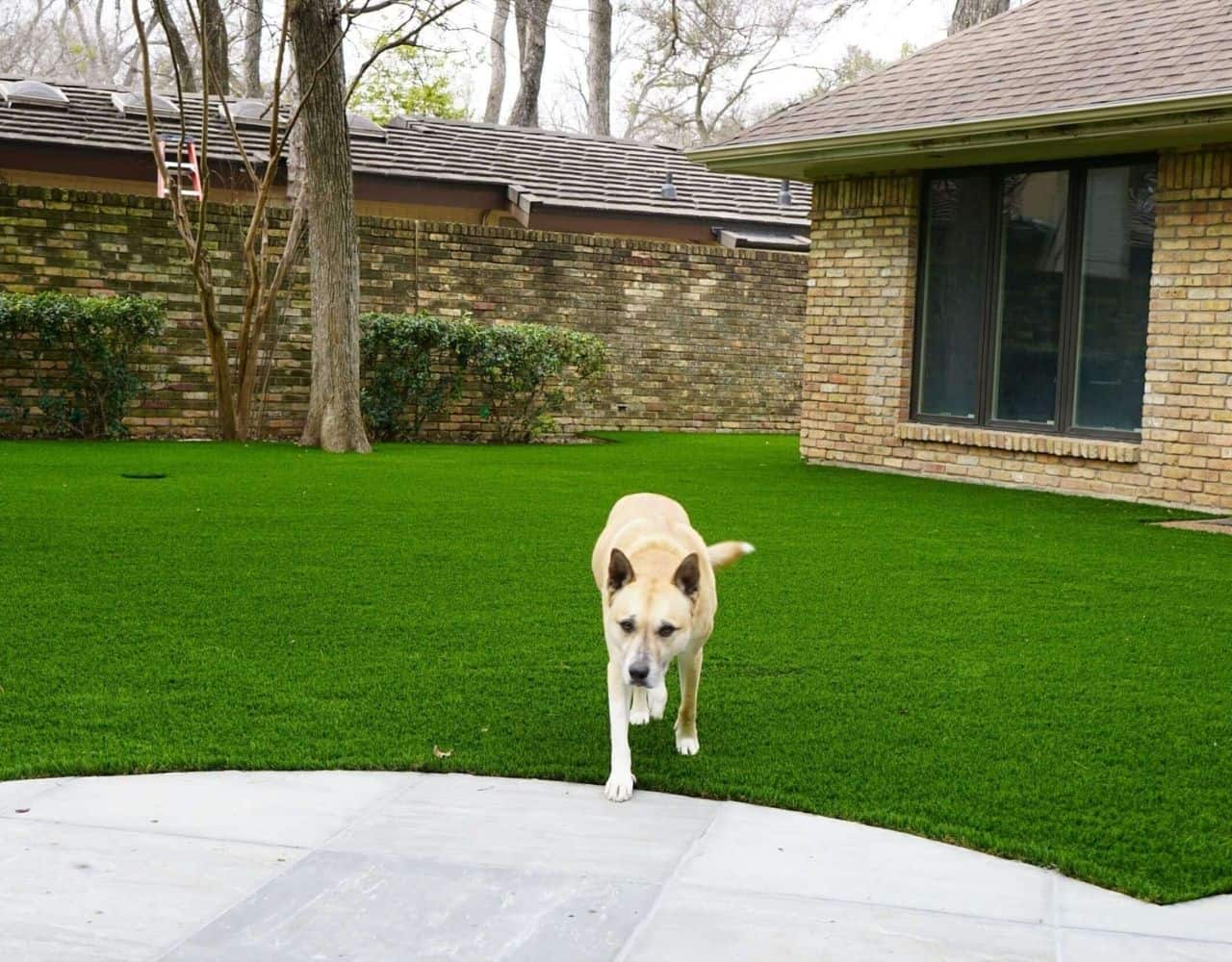 Pet Turf Artificial Grass for Dogs [EcoFriendly] // ATI