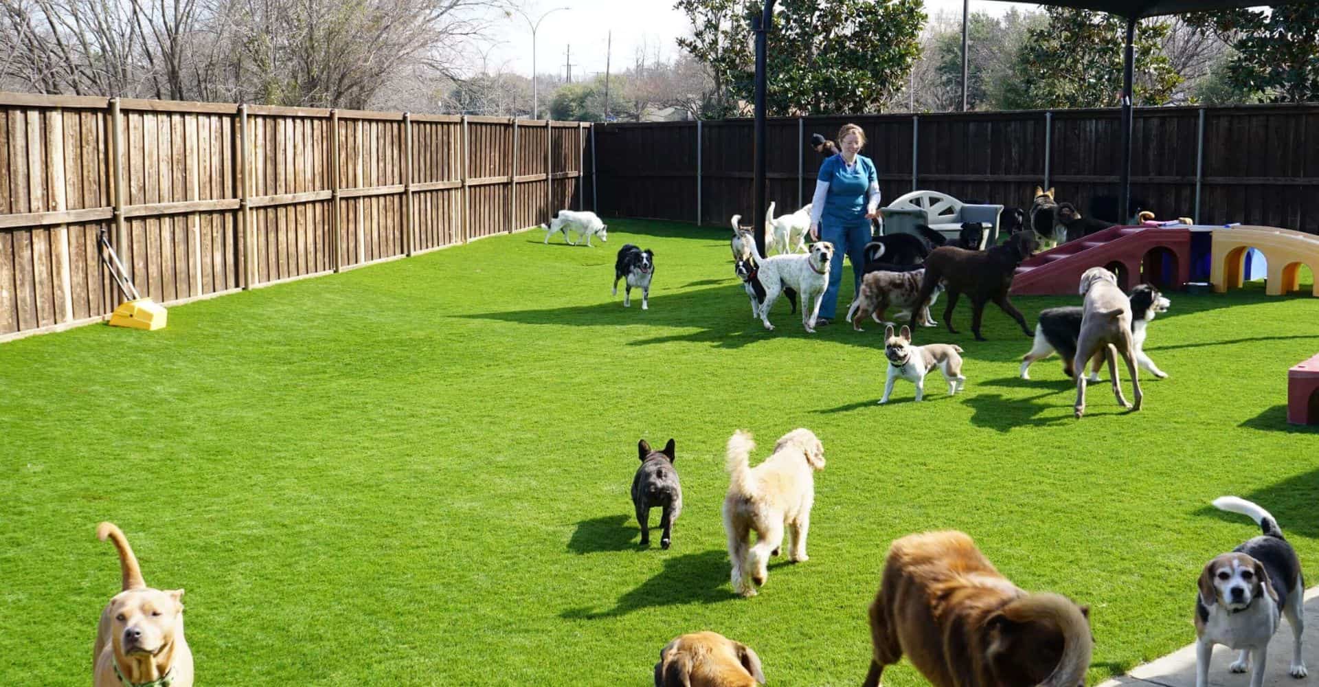 Fake Grass for Dogs A Complete Pet Turf Buyer’s Guide
