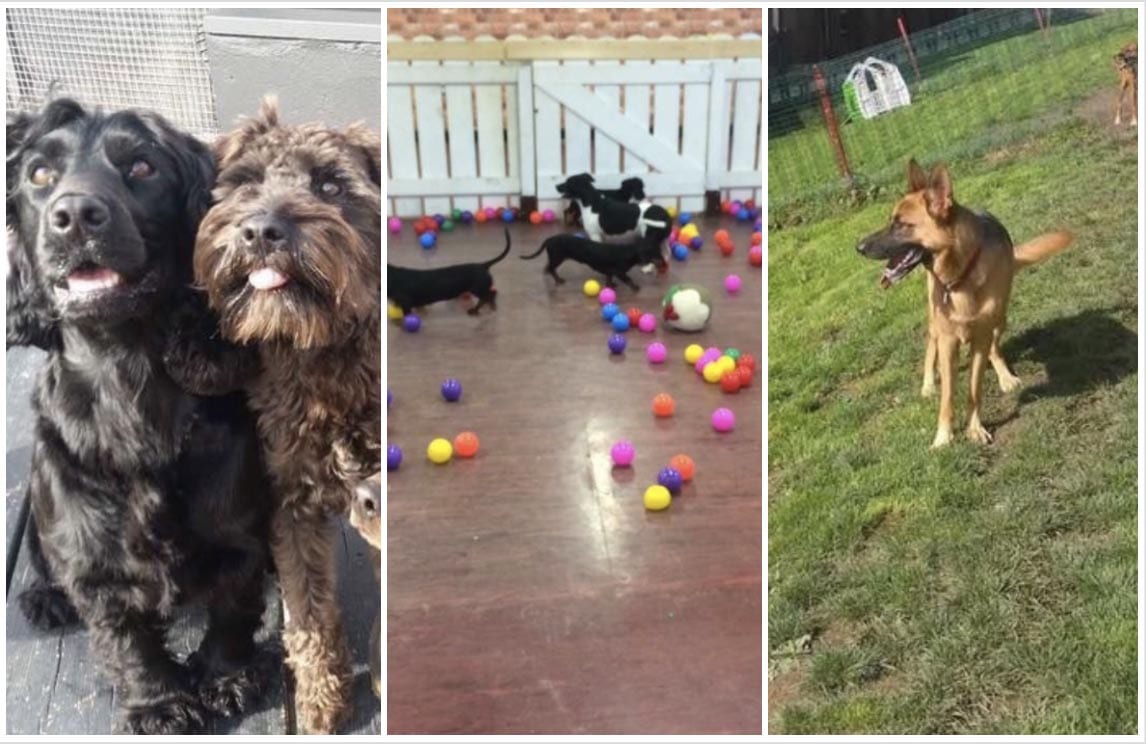 It’s the dogs! Armagh’s doggie day care that offers the
