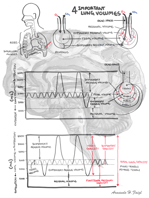 Lung Function - Personal Use - Armando Hasudungan