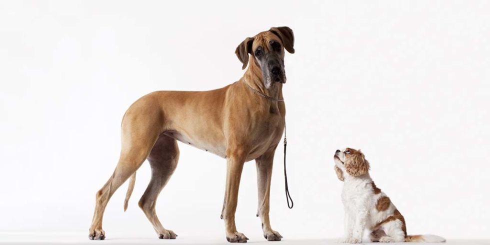 ¿Por qué un perro pequeño vive más que uno grande? Armando Solís