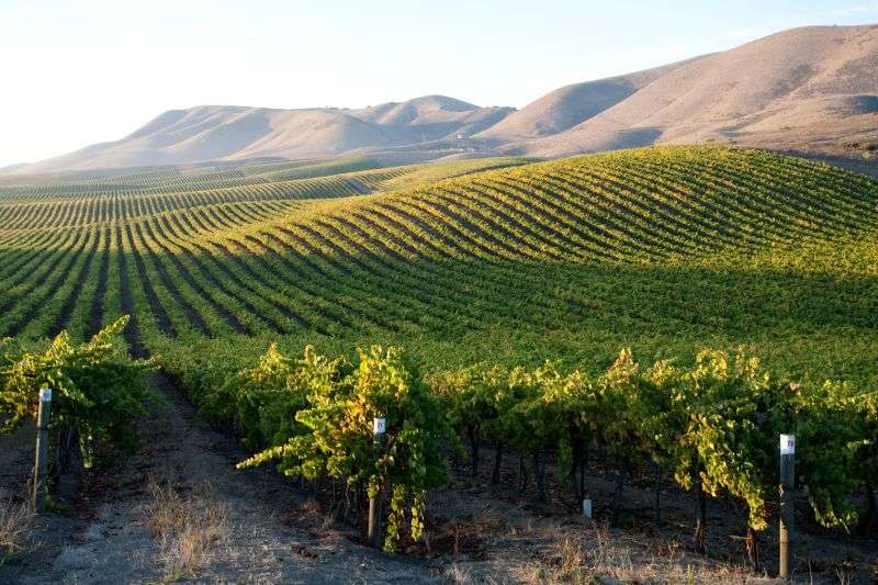 Find The Best Cambria Wine Tasting Armchair Sommelier