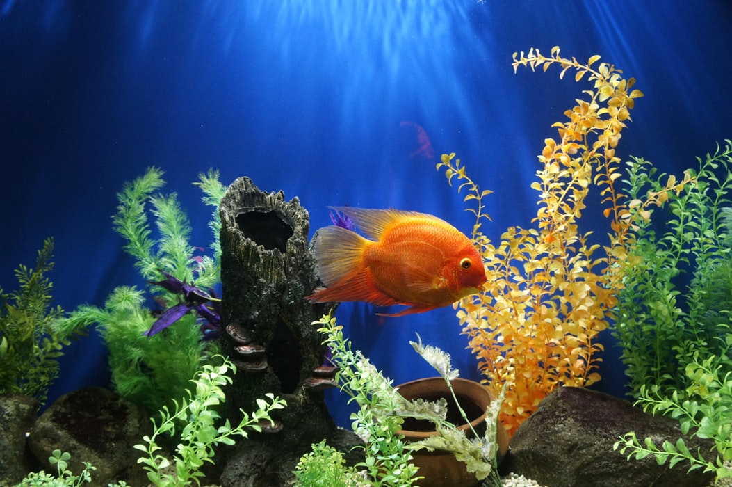 Inspiration for Your CustomBuilt Fish Tank Armco Aquatics