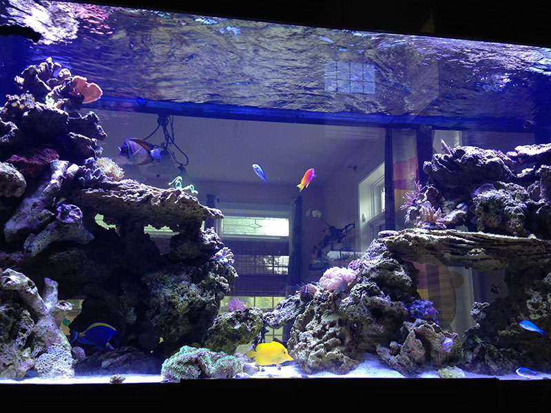 Looking For A TopRated Aquarium Maintenance Company?