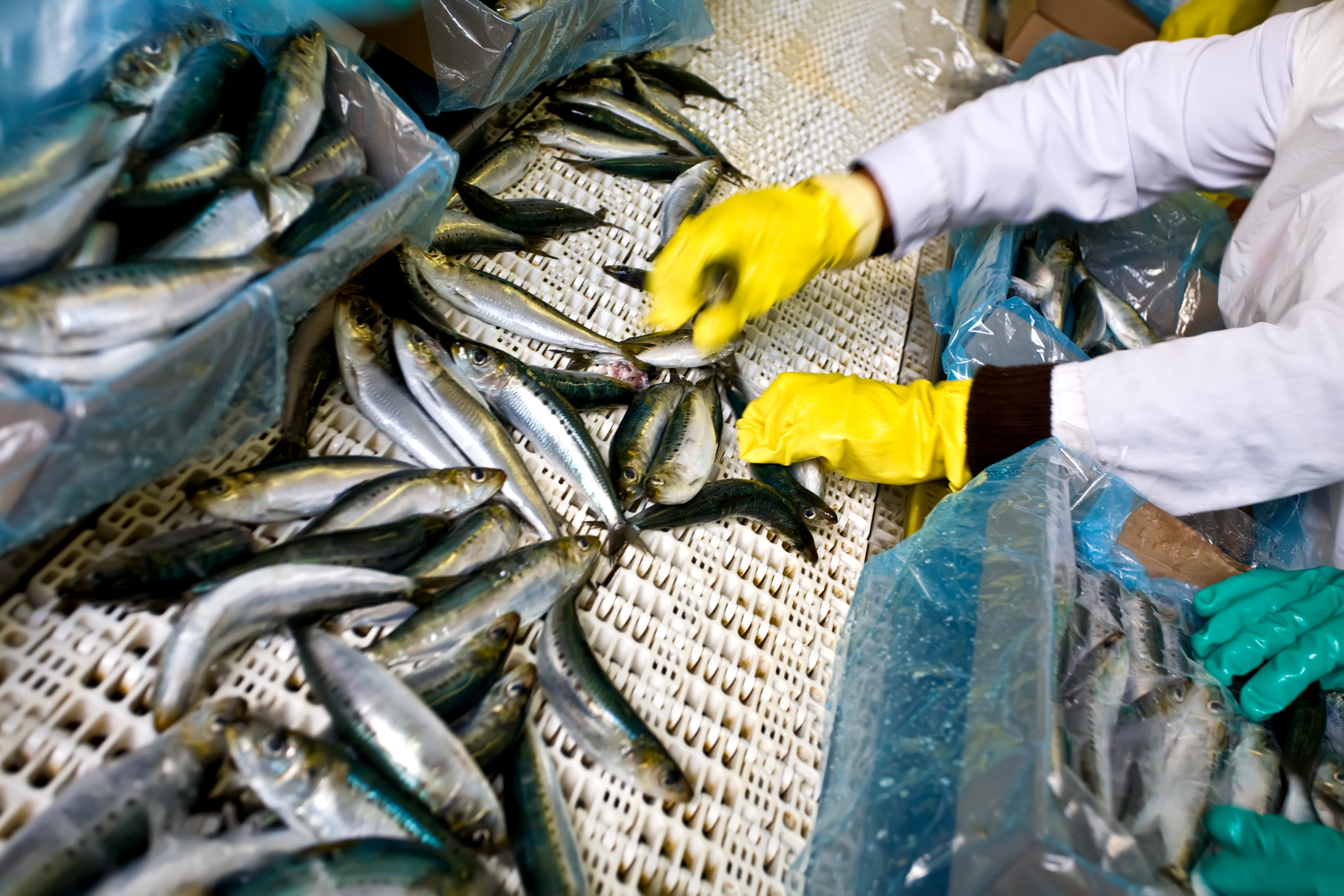 Collaborative Robotics to Foster Innovation in Seafood Handling (FISH