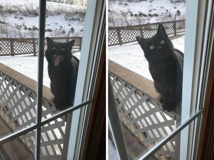 Des photos qui prouvent que les chats noirs n'apportent