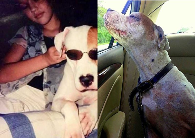 Une fille emmène son chien mourant lors d'un dernier