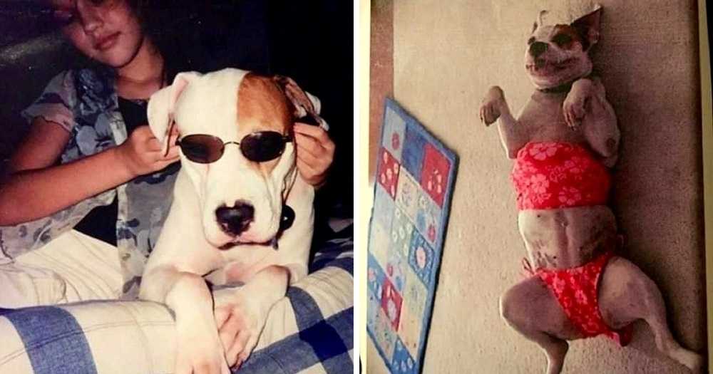 Une fille emmène son chien mourant lors d'un dernier