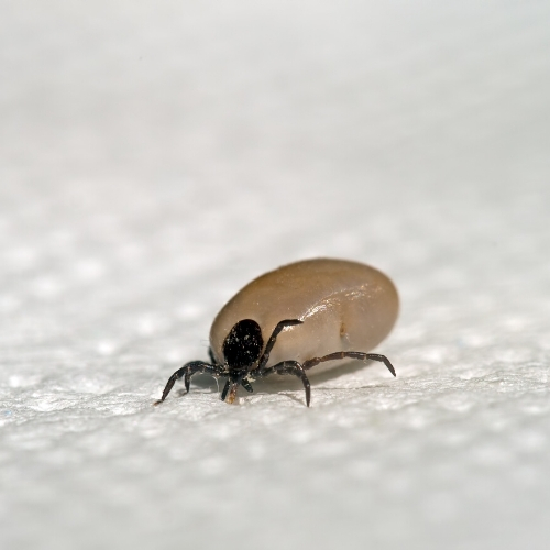 Where Do Ticks Come From? Armor Pest