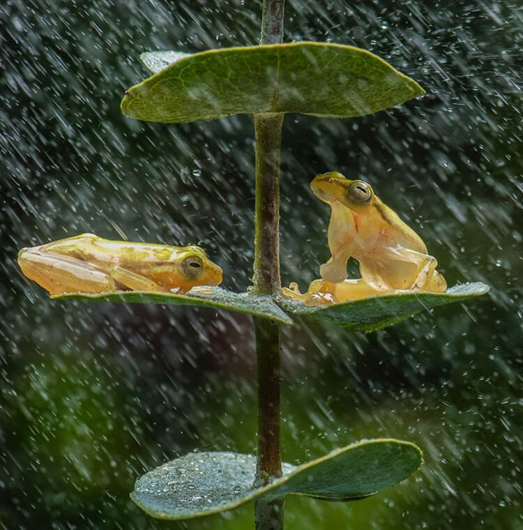 The two cute and loving frogs are noticed sharing a warm hug under the