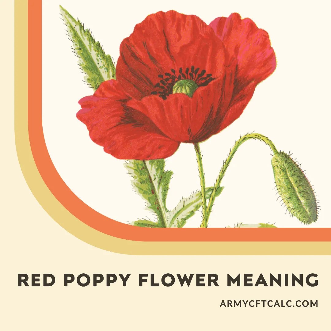 Poppy Flower Meaning A Deep Dive into Military Remembrance Army CFT