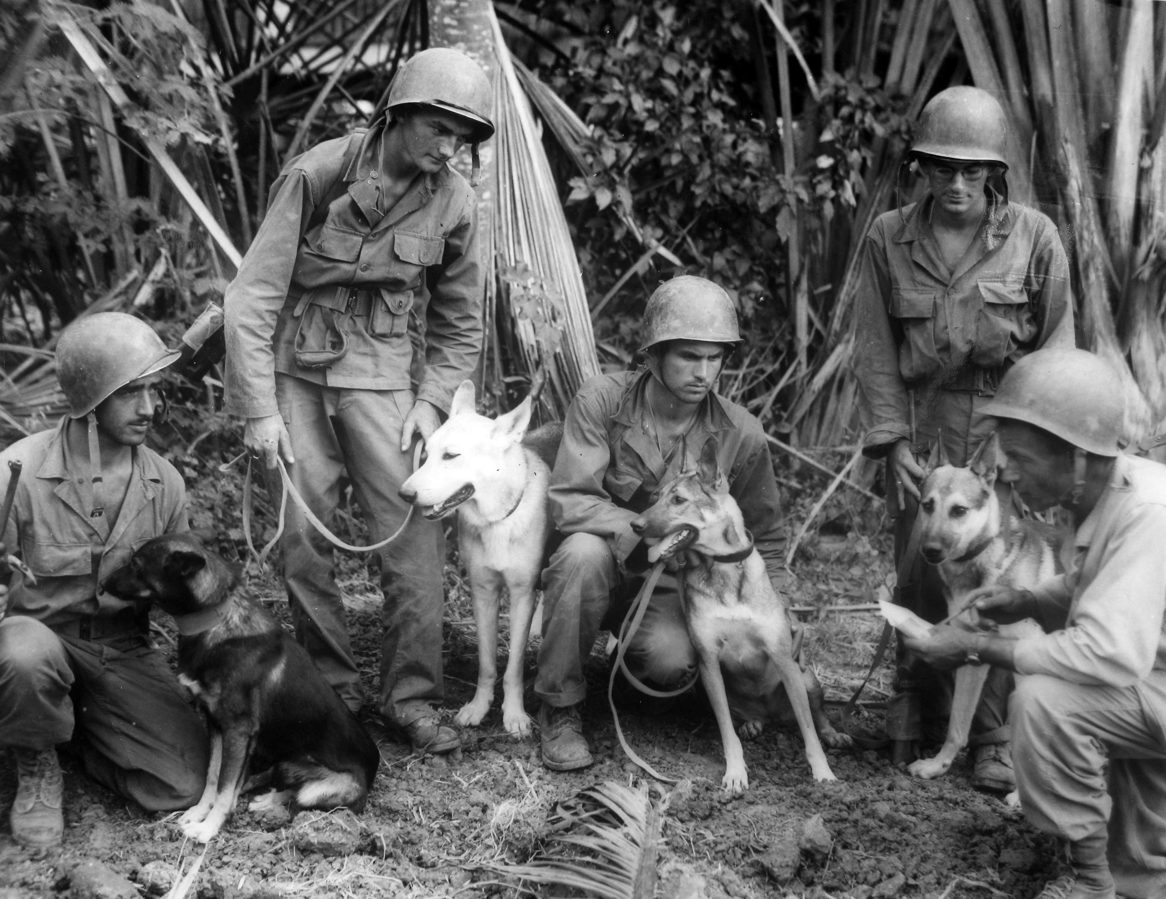 The Dogs of War The U.S. Army’s Use of Canines in WWII