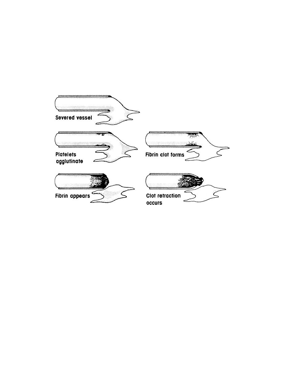 Figure 51. The blood clotting process. Pharmacology III