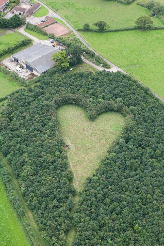 Husband plants 6,000 trees in memory of his late wife… Photos taken 15