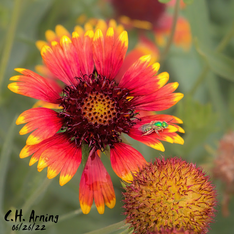Wildflower Chuck Arning Wildflower