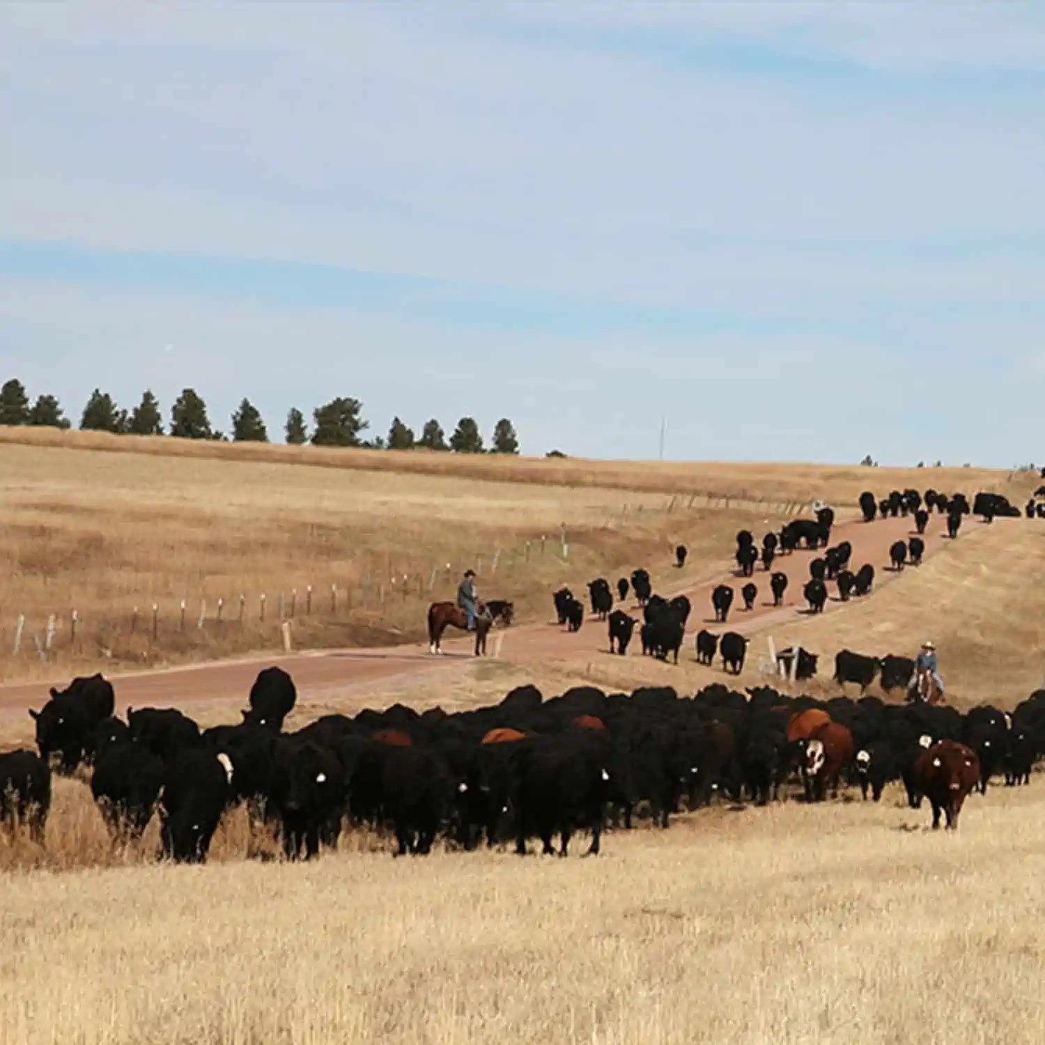 Wyoming Land Brokers Arnold Realty Newcastle, WY