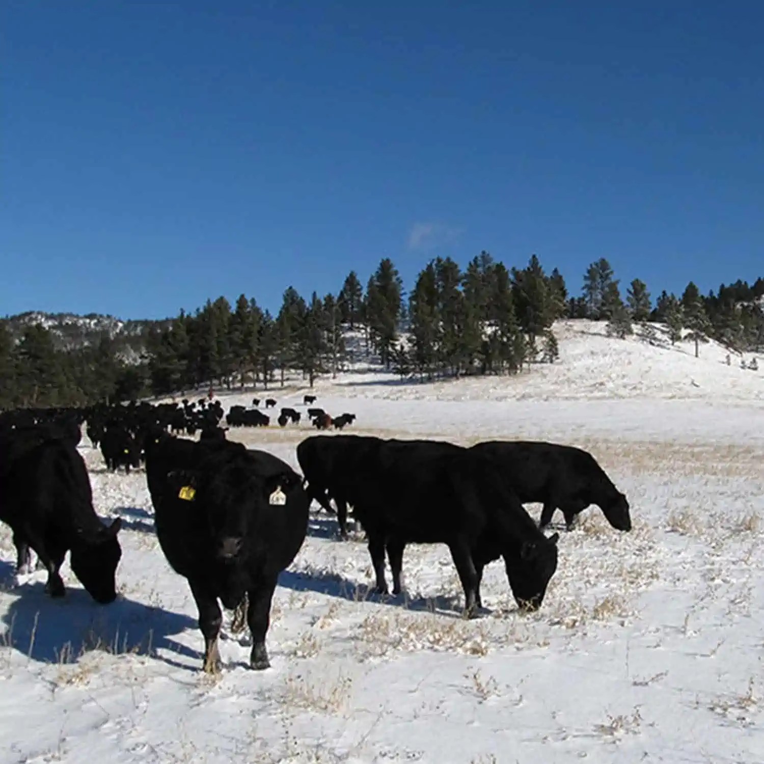 Wyoming Land Brokers Arnold Realty Newcastle, WY