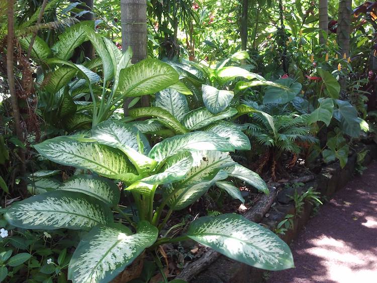 Rainforest houseplants LaptrinhX