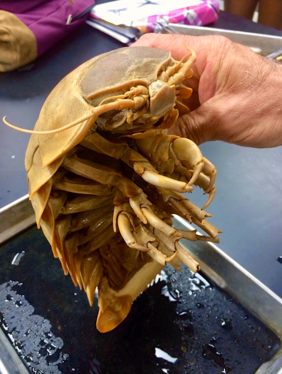 Here S To Adorable Gina Arnold Zwicky S Blog