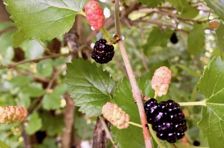 perennial, evergreen, hardy | Arnold Zwicky's Blog