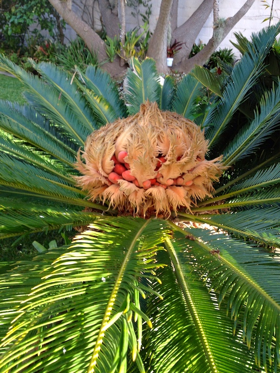 Sago palms Arnold Zwicky's Blog