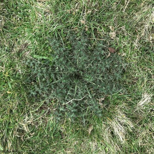 A Year in the Life of a Field by Sam Francis Field Post 1 Arnolfini