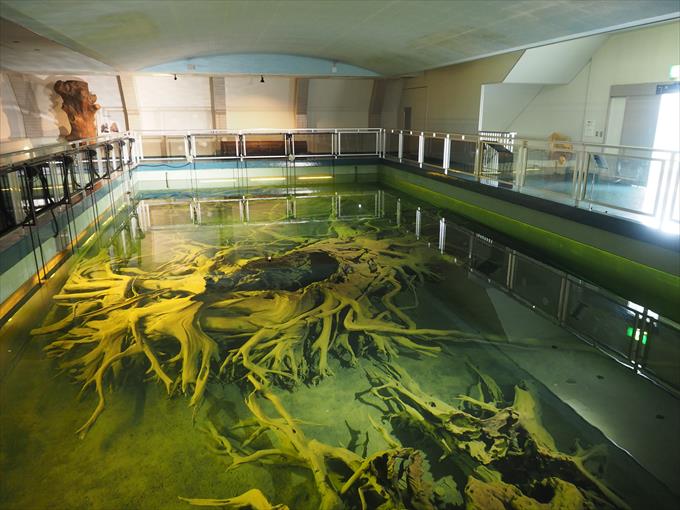 【魚津埋没林博物館】神秘の極地！2000年の時を越えた埋没林は必見 だって富山人だもの