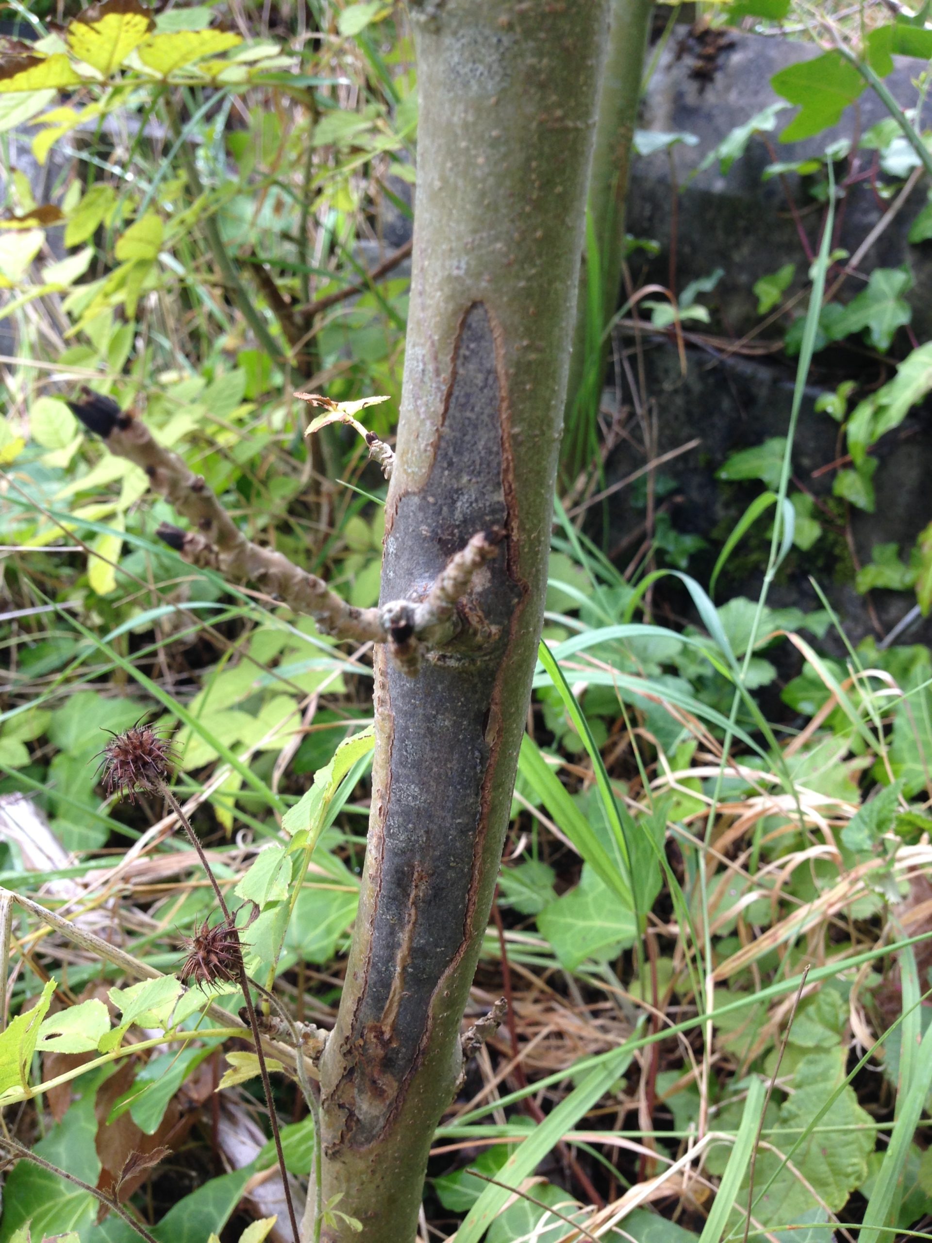 How Will Ash Dieback Affect Arnos Vale? Arnos Vale