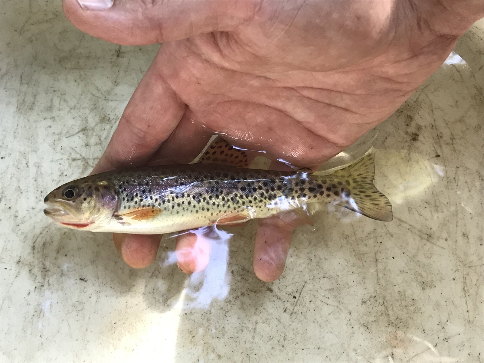 Coastal Cutthroat Trout A Rocha