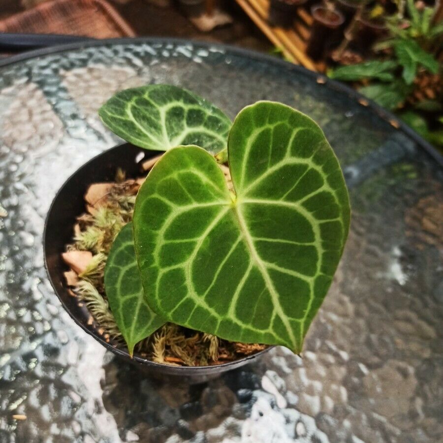 Anthurium Clarinervium Aroid Nursery