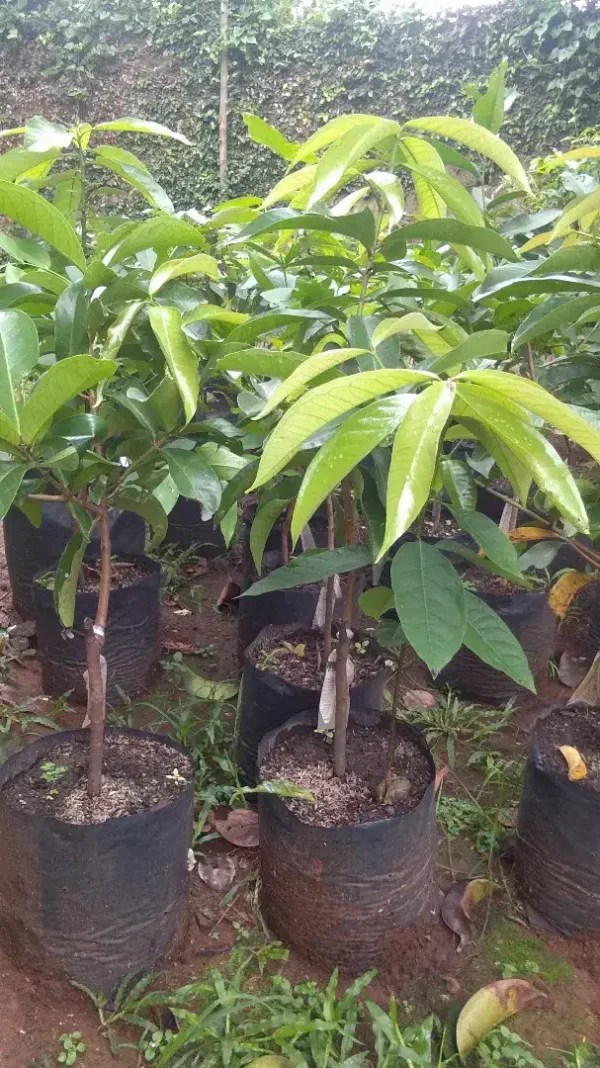 Malay Apple Dersono Guava Fruit Tree Aroid Nursery