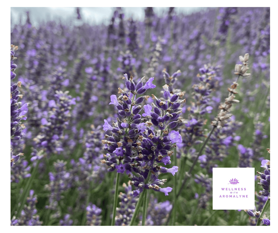 Best essential oils for Itchy Bug Bites Aromalyne