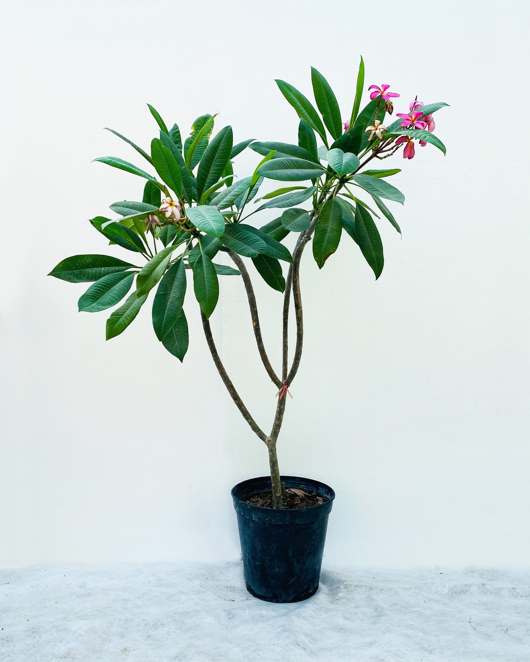 Plumeria Rubra Size 2mtr Aroma Nursery wll store