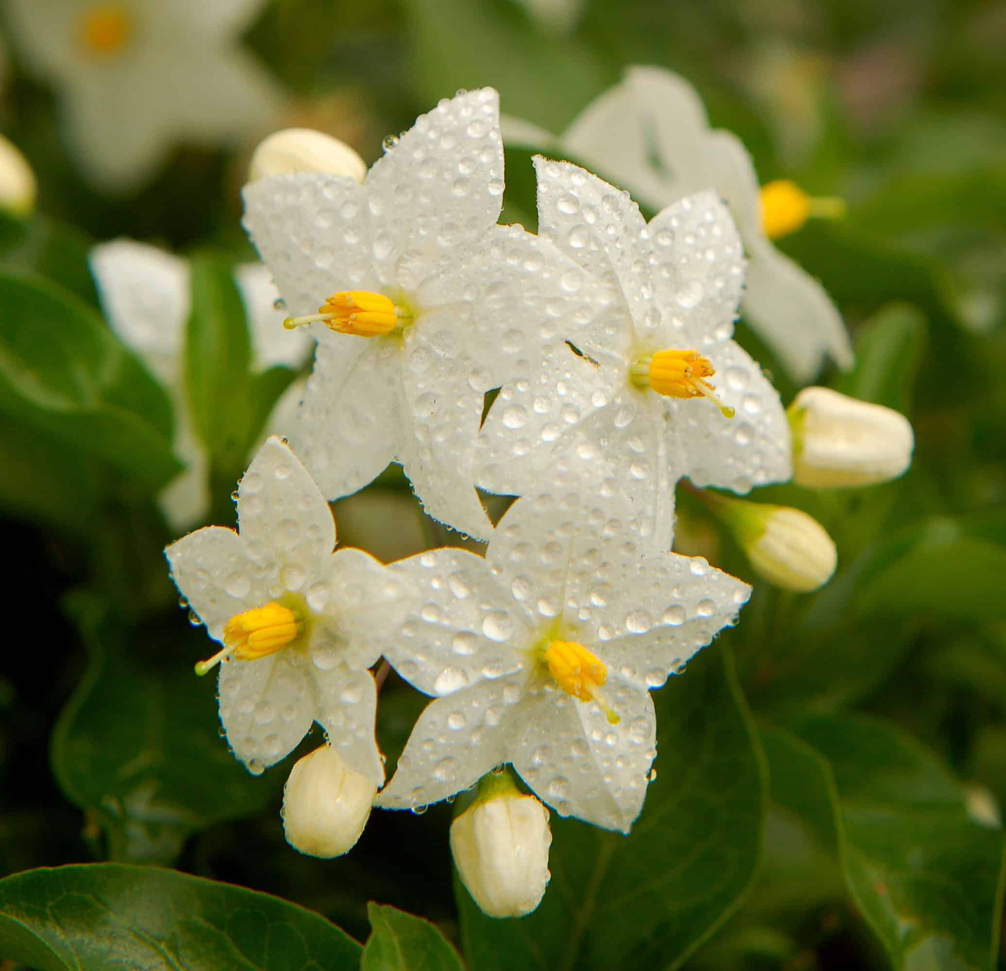 Jasmine Essential Oil Jasmine essential oil NZ AromaSense